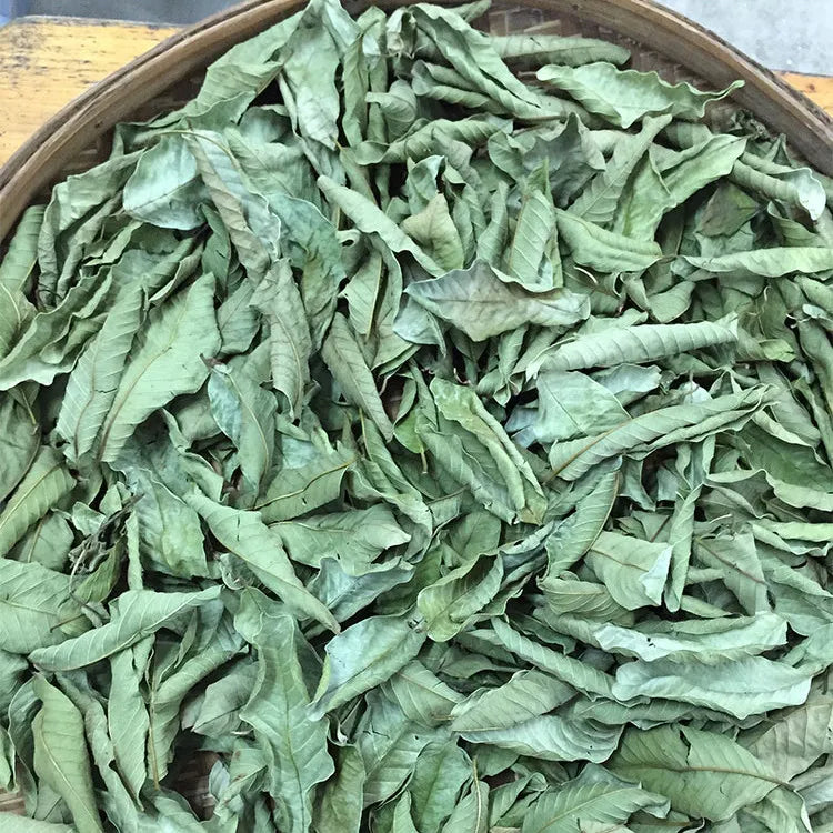 Freshly picked wild red heart guava leaves, guava leaves, naturally sun-dried