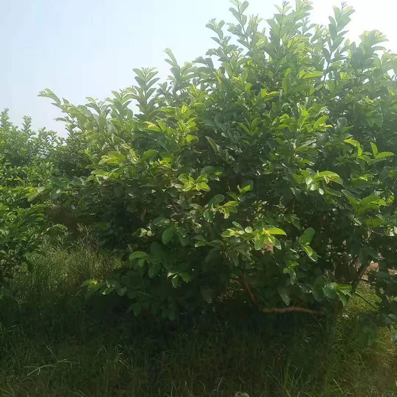 Freshly picked wild red heart guava leaves, guava leaves, naturally sun-dried