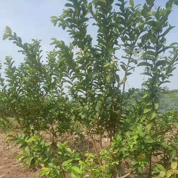 Freshly picked wild red heart guava leaves, guava leaves, naturally sun-dried