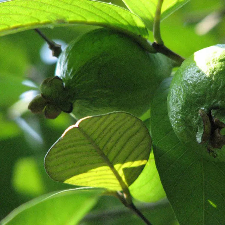 Freshly picked wild red heart guava leaves, guava leaves, naturally sun-dried